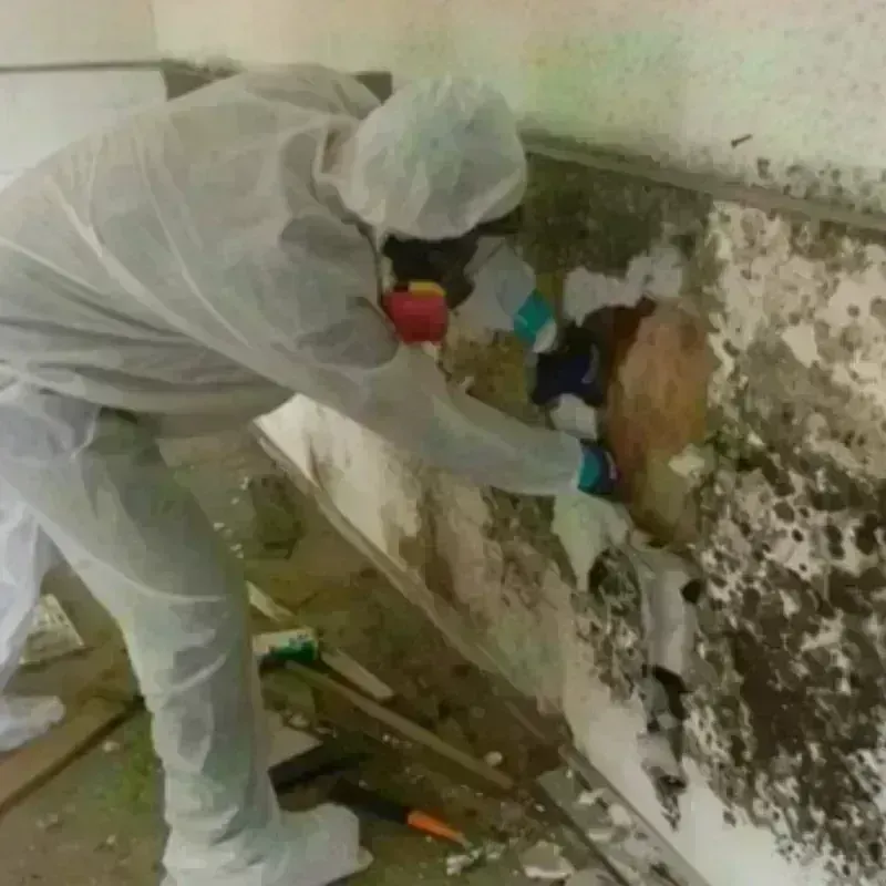 Mold Remediation and Removal in North Charleston, SC